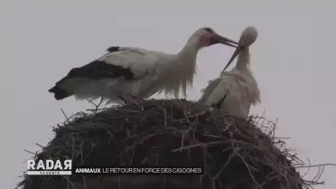 Le retour en force des cigognes