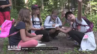La forêt plus utile qu&#039;il n&#039;y parait