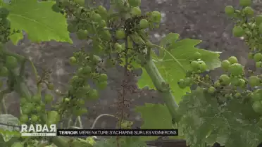 Contre le mildiou, le combat des vignerons vaudois