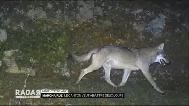 Marchairuz : Le canton veut abattre deux loups