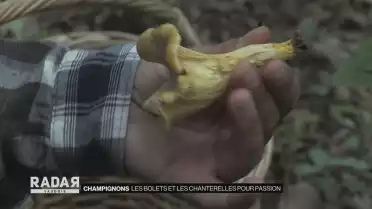 Les bolets et les chanterelles pour passion