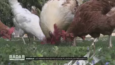 La SPA recueille de plus en plus de poules