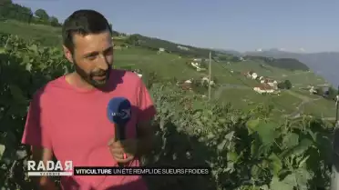 Viticulture : Un été rempli de sueurs froides