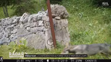 La Confédération autorise Vaud à tirer deux loups