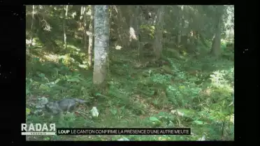 Le Canton confirme la présence d&#039;une autre meute de loups