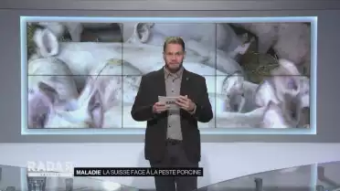 La Suisse face à la peste porcine