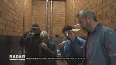 Vendanges à Yvorne, bilan positif malgré le mildiou cet été