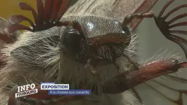 Expo au Musée d&#039;histoire naturelle
