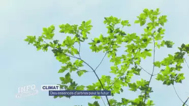 Des essences d&#039;arbres pour le futur