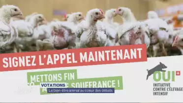 Pour ou contre l&#039;élevage intensif