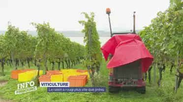 Le raisin a rougi plus vite que prévu