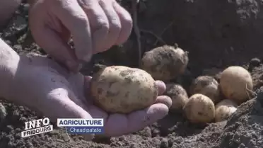 Les patates ont souffert du chaud