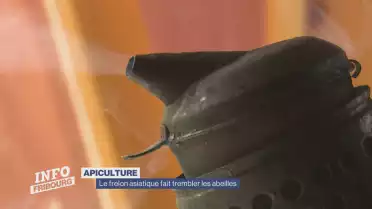 Le frelon asiatique fait trembler les abeilles