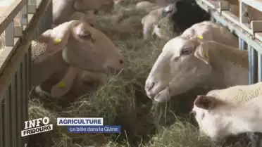 De plus en plus de brebis dans la Glâne