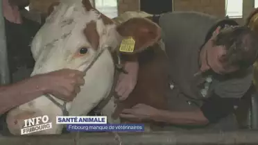 Fribourg manque de vétérinaires