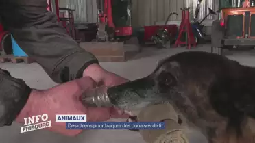 Des chiens pour traquer les punaises de lit