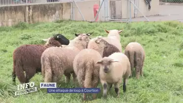 Une attaque de loup sur des brebis à Courtion