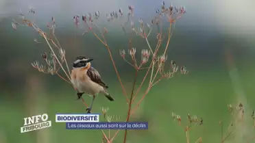 Les oiseaux aussi sont sur le déclin