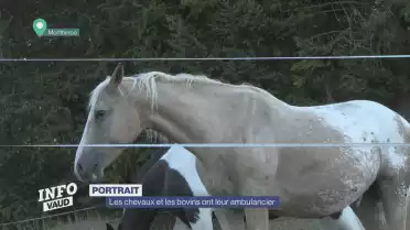 Les chevaux et les bovins ont leur ambulancier