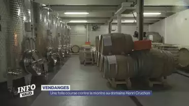 Vendanges: une folle course contre la montre