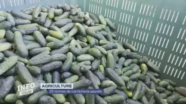 25 tonnes de cornichons sauvés