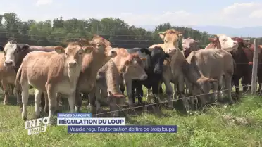 Vaud a reçu l&#039;autorisation de tirs de trois loups