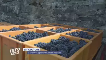 La relève vigneronne est en marche
