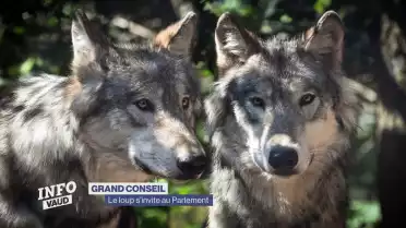 Une élue socialiste prise pour cible