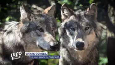 Le loup s&#039;invite au Parlement
