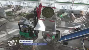 Les vendanges 2022 sont de bon augure
