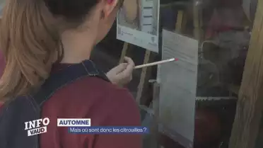 Mais où sont les citrouilles ?