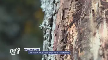 Les forêts de la Vallée de Joux en proie au bostryche