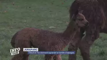 Juraparc, la famille d&#039;alpagas s&#039;agrandit