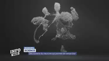 Le neurone qui permet de remarcher découvert à l&#039;EPFL