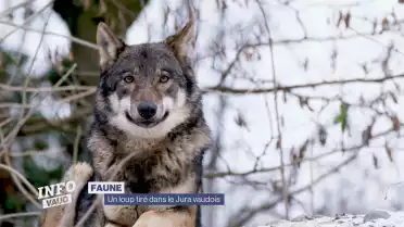 Un loup tiré dans le Jura vaudois