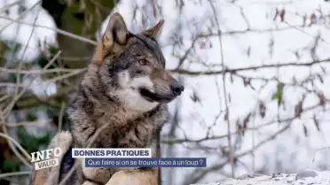 Vaud conseille les promeneurs s&#039;ils rencontrent le loup