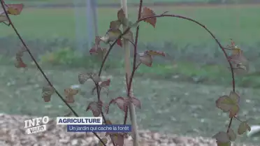 Un jardin qui cache la forêt