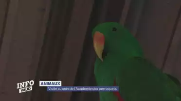 Voyage au royaume des perroquets