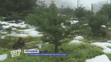 Des sapins de Noël bien de chez nous!