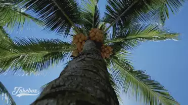 Au bas du cocotier de RidouD