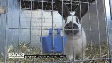 Le retour des petits animaux