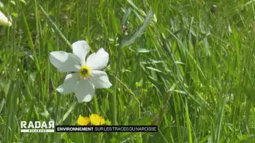 Sur les traces du narcisse