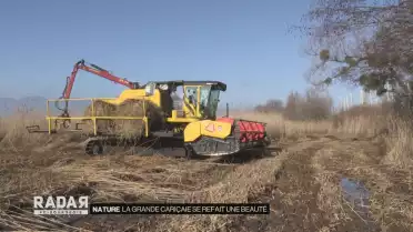 La Grande Cariçaie se refait une beauté