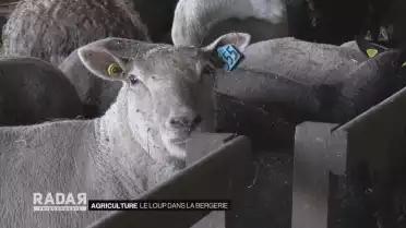 Le loup dans la bergerie