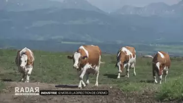 Les défis à la tête de Cremo