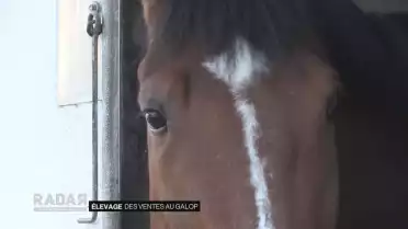 Des ventes au galop