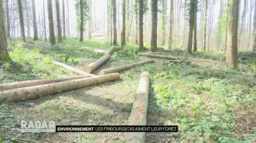 Les Fribourgeois aiment leur forêt