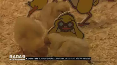 Les poussins sont de retour