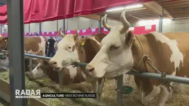 Miss bovine suisse