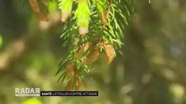 Attaque de pollen